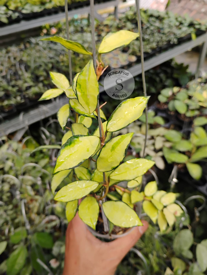 Hoya Lacunosa Souma