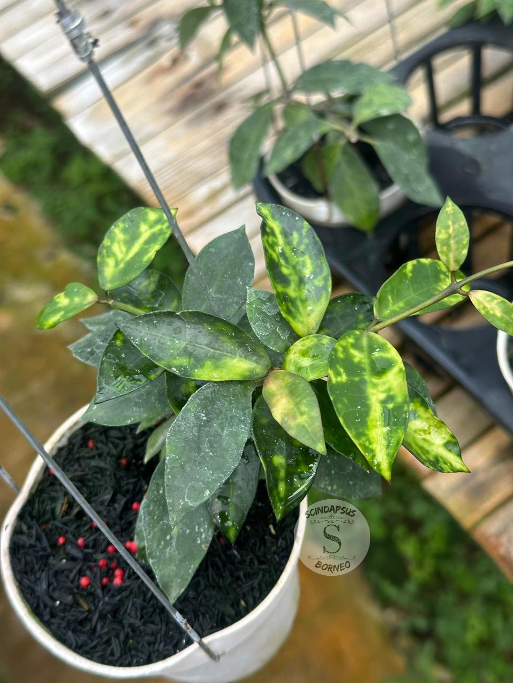 Hoya Lakunosa Marilo