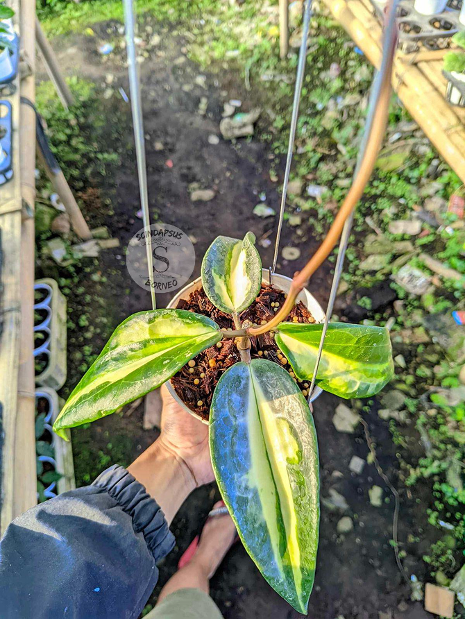Hoya Quenzy - Scindapsus Borneo