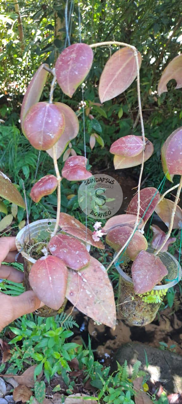 Hoya Red Borneo - Scindapsus Borneo