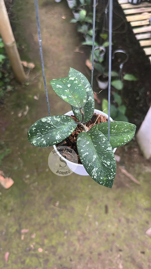 Hoya SP Aceh Air Suri