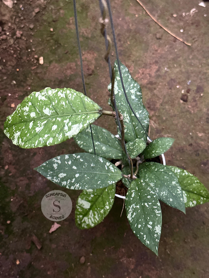 Hoya SP Aceh Bara