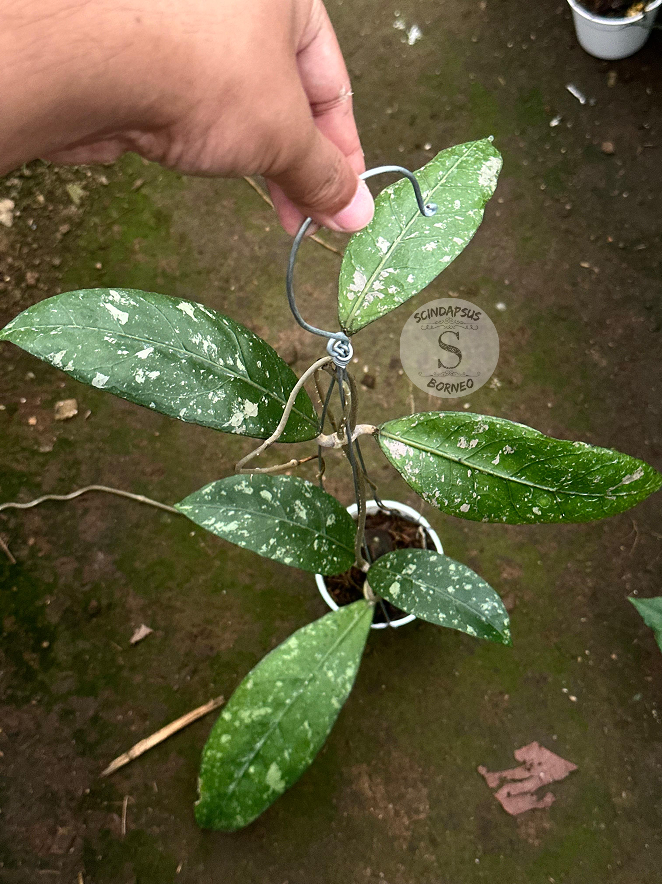 Hoya SP Aceh Gigas