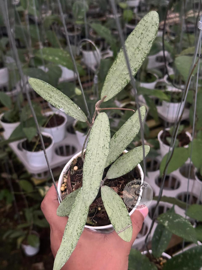 Hoya Sp Bengkulu Silver
