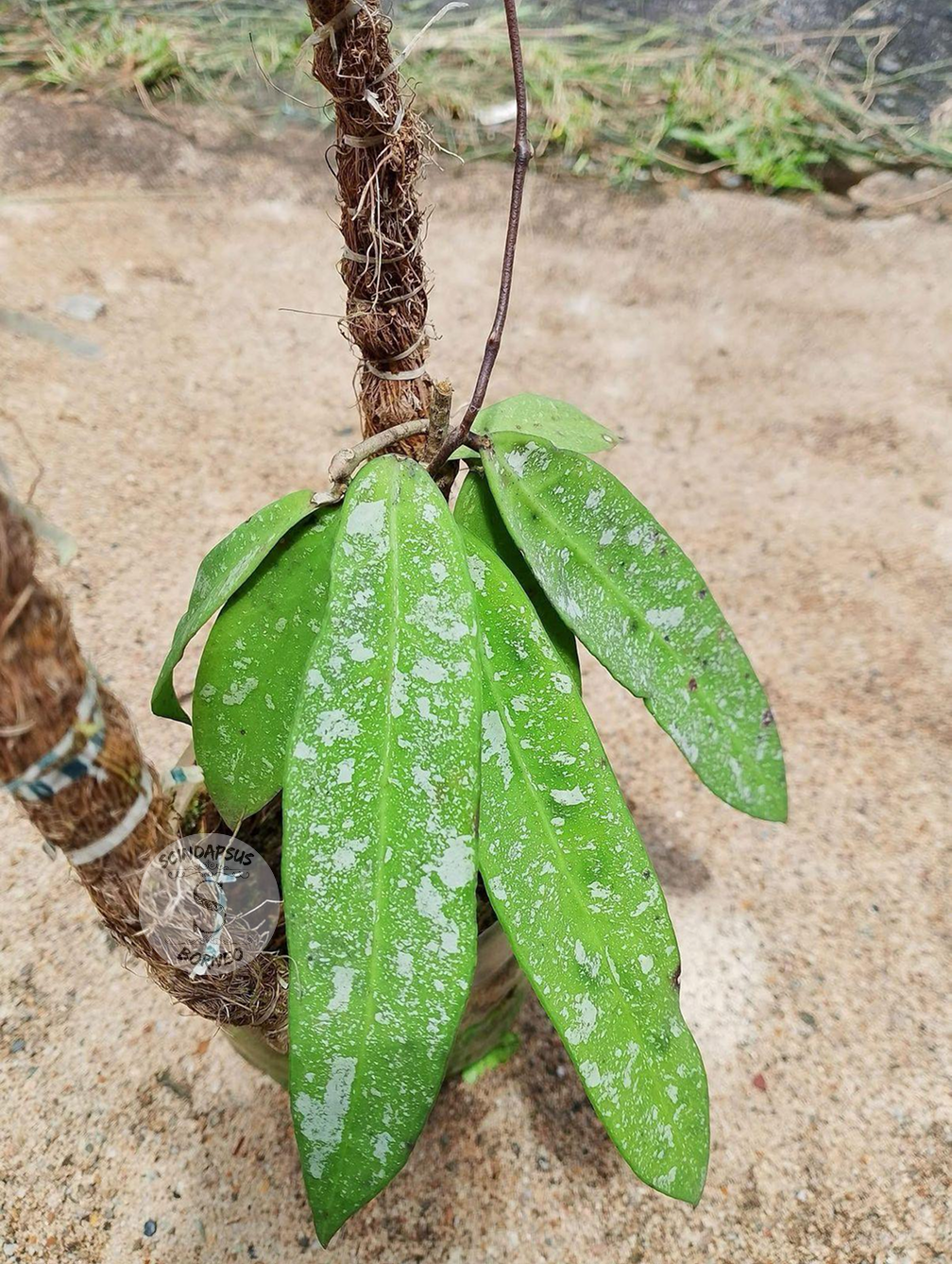 Hoya Sp Dahlia - Scindapsus Borneo