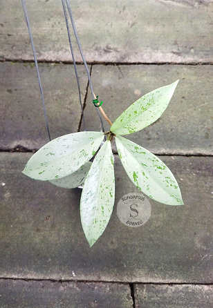 Hoya Tsangii Albomarginata - Scindapsus Borneo