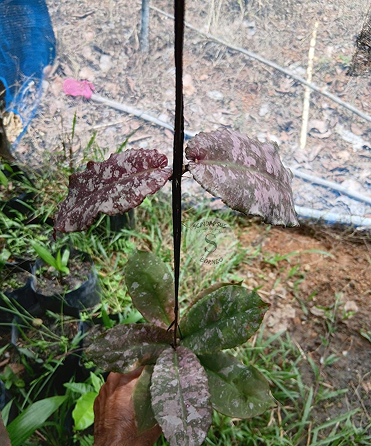 Hoya Undulata Purple Splash - Scindapsus Borneo