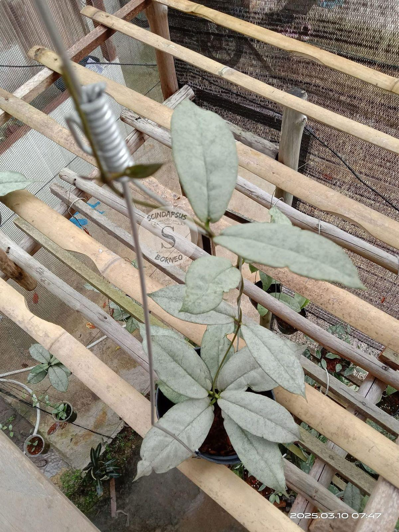 Hoya Undulata Silver