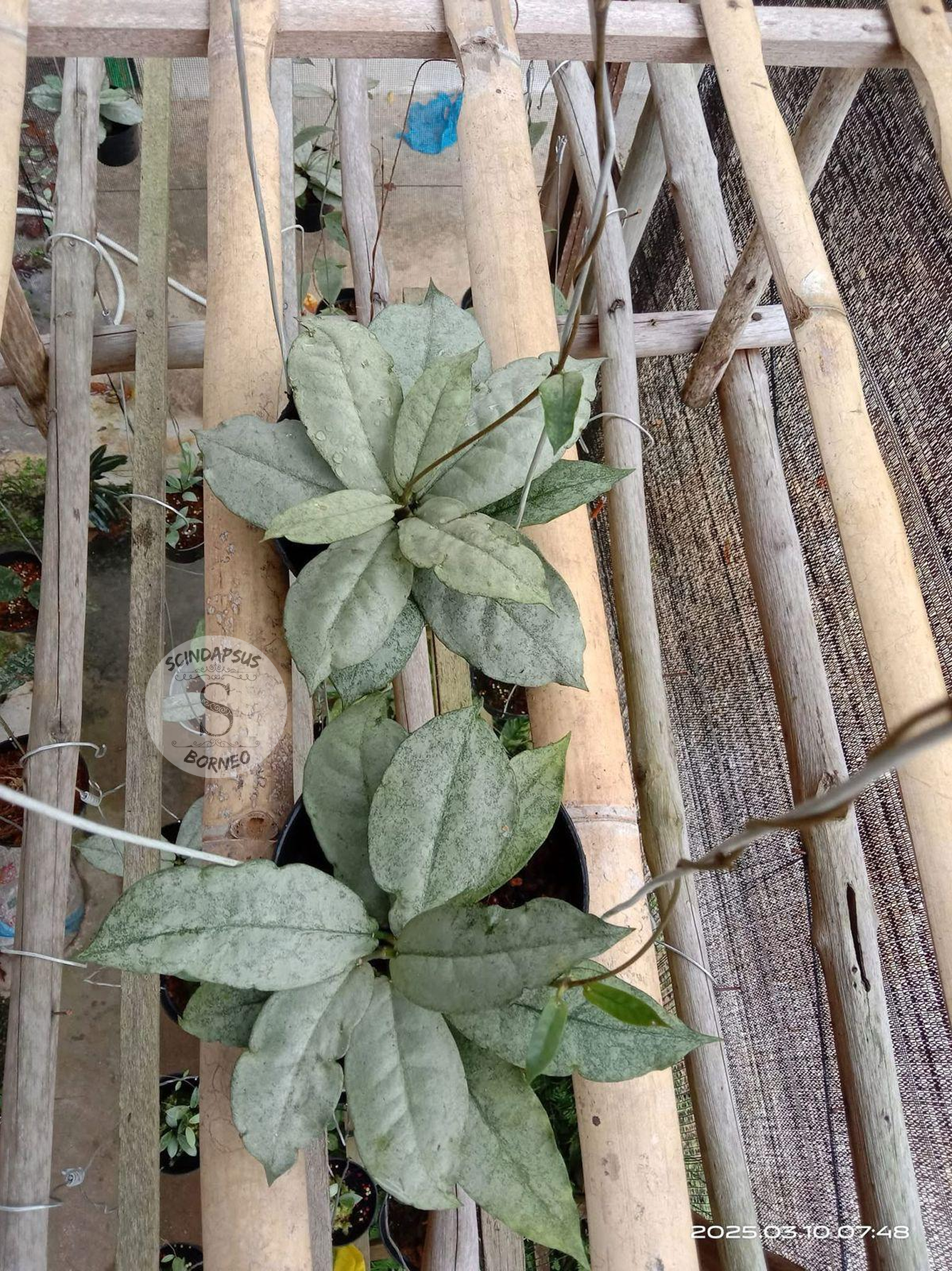 Hoya Undulata Silver