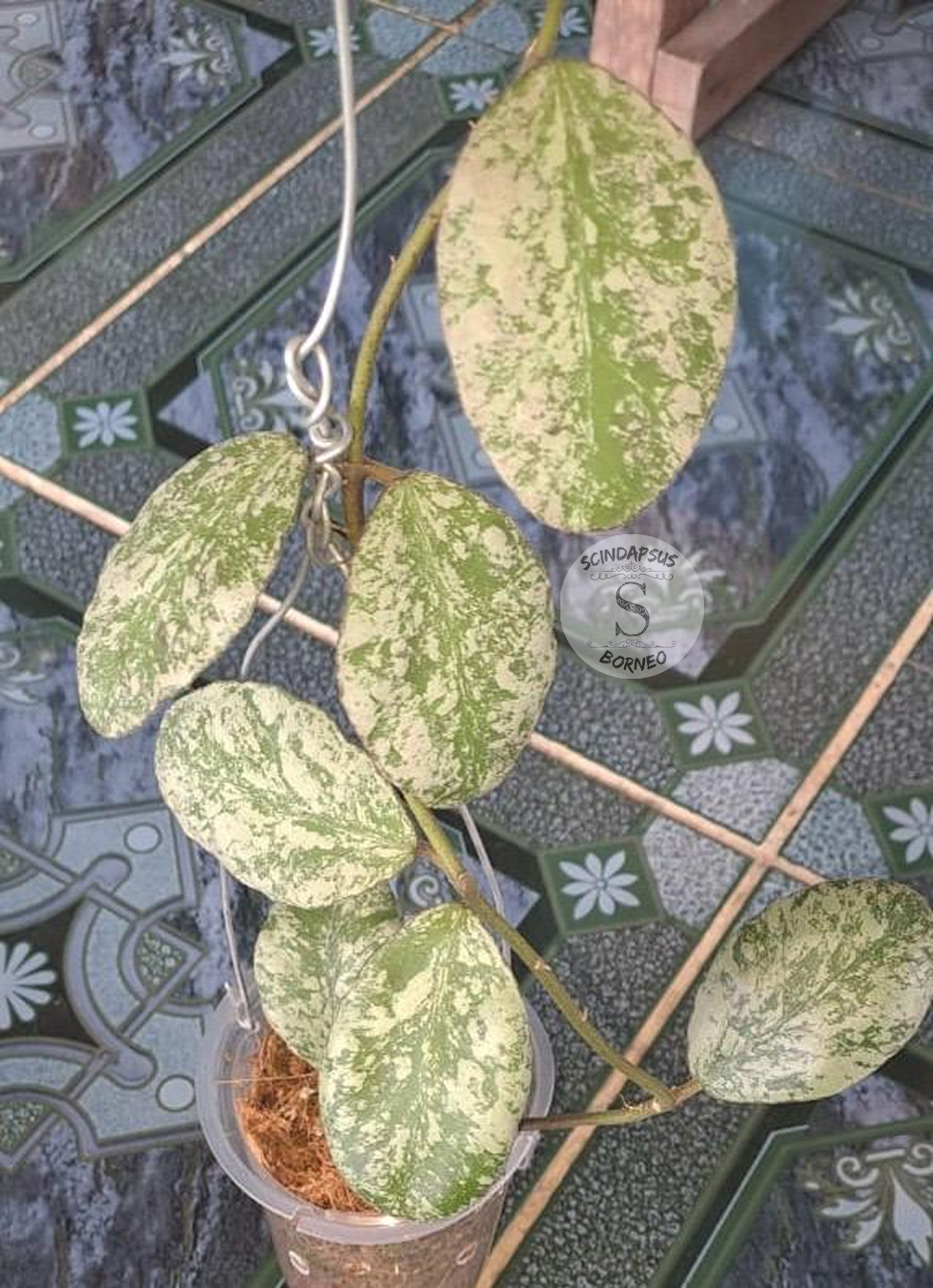 Hoya Waymaniae Splash - Scindapsus Borneo