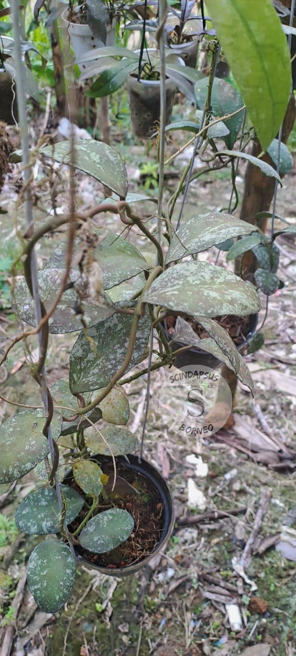 Hoya Waymaniae Splash - Scindapsus Borneo