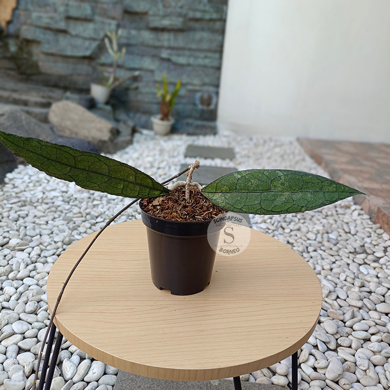 Hoya Clamensorium - Scindapsus Borneo