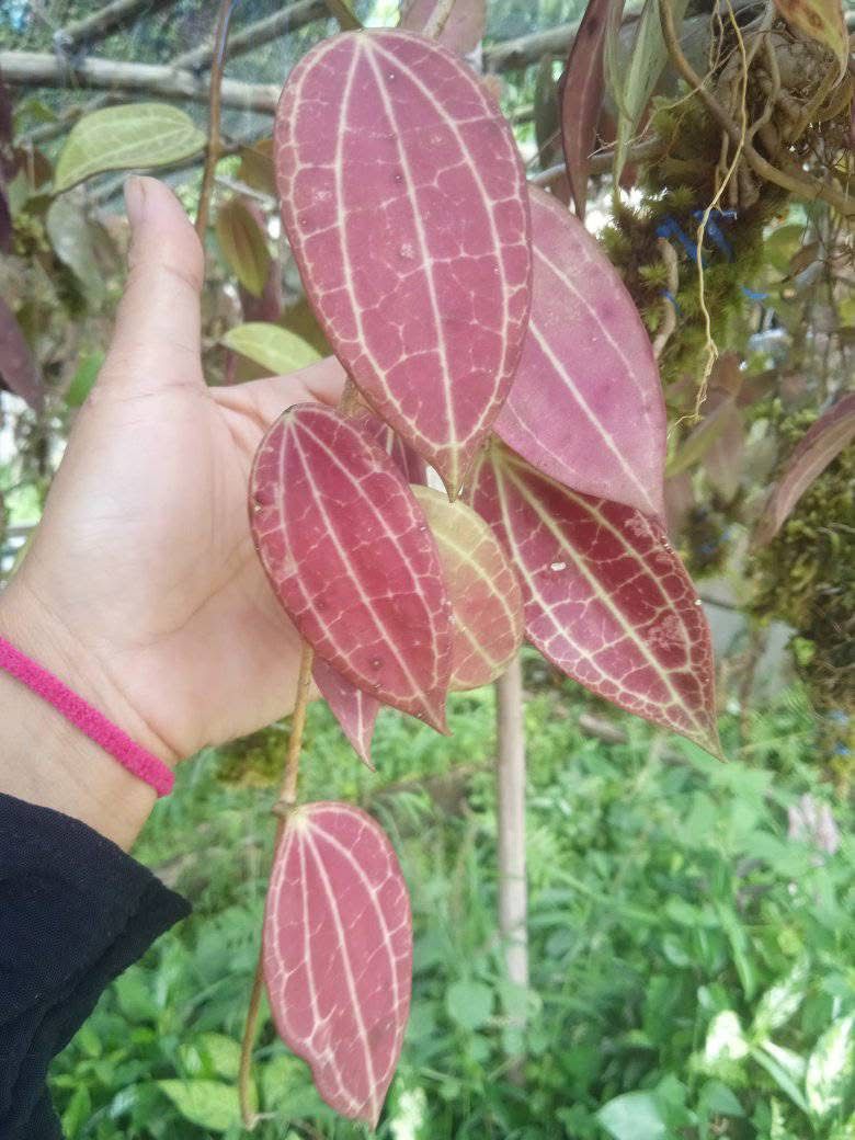 Hoya Macrophylla Red