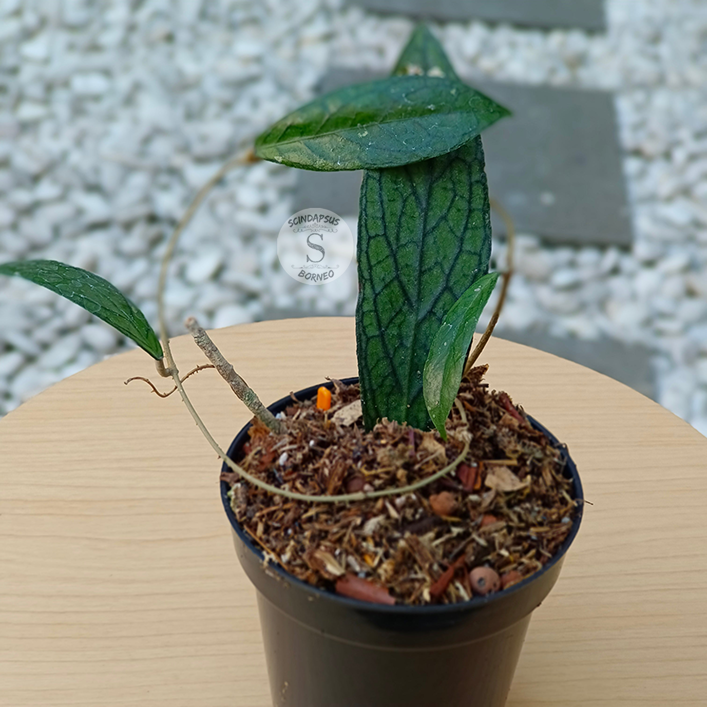 Hoya Tenggamus - Scindapsus Borneo