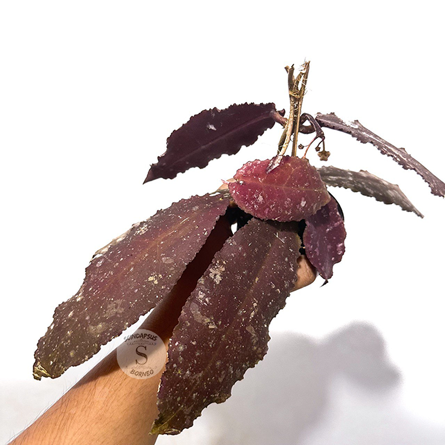 Hoya Undulata Red - Scindapsus Borneo