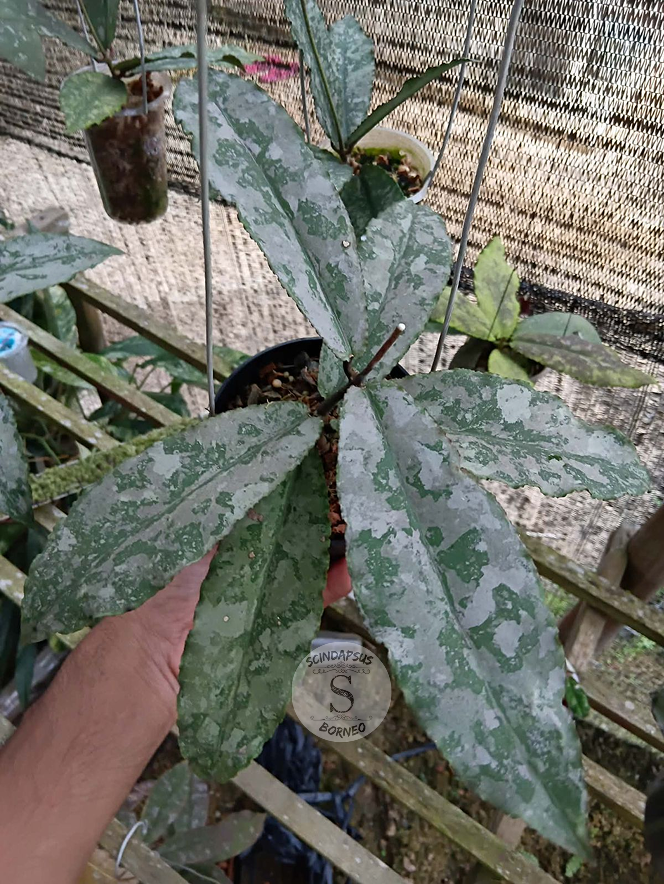 Hoya Undulata Silver Splash