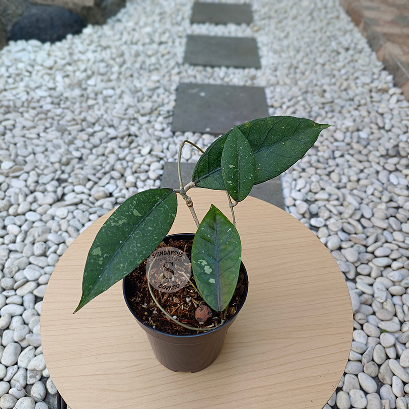 Hoya Verstegi - Scindapsus Borneo