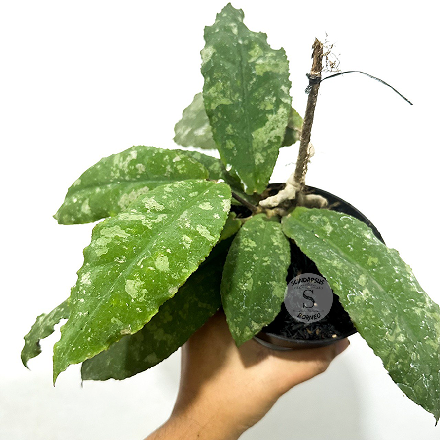 Hoya Undulata - Scindapsus Borneo