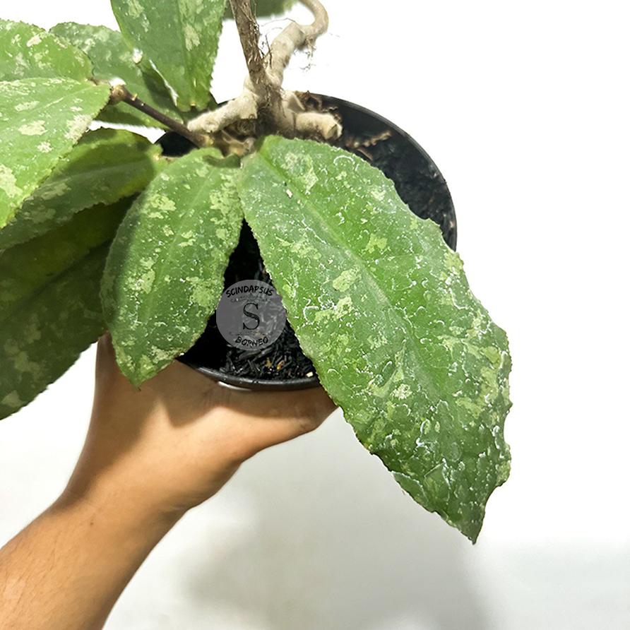 Hoya Undulata