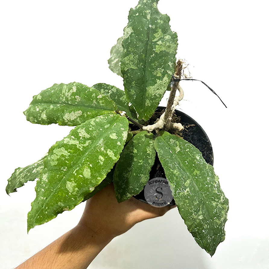 Hoya Undulata - Scindapsus Borneo