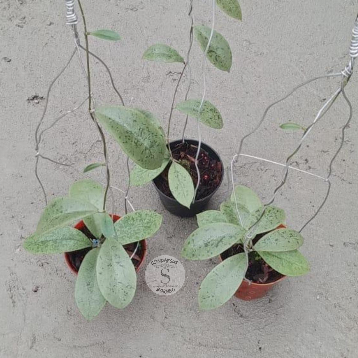 Hoya Forbesi Silver - Scindapsus Borneo