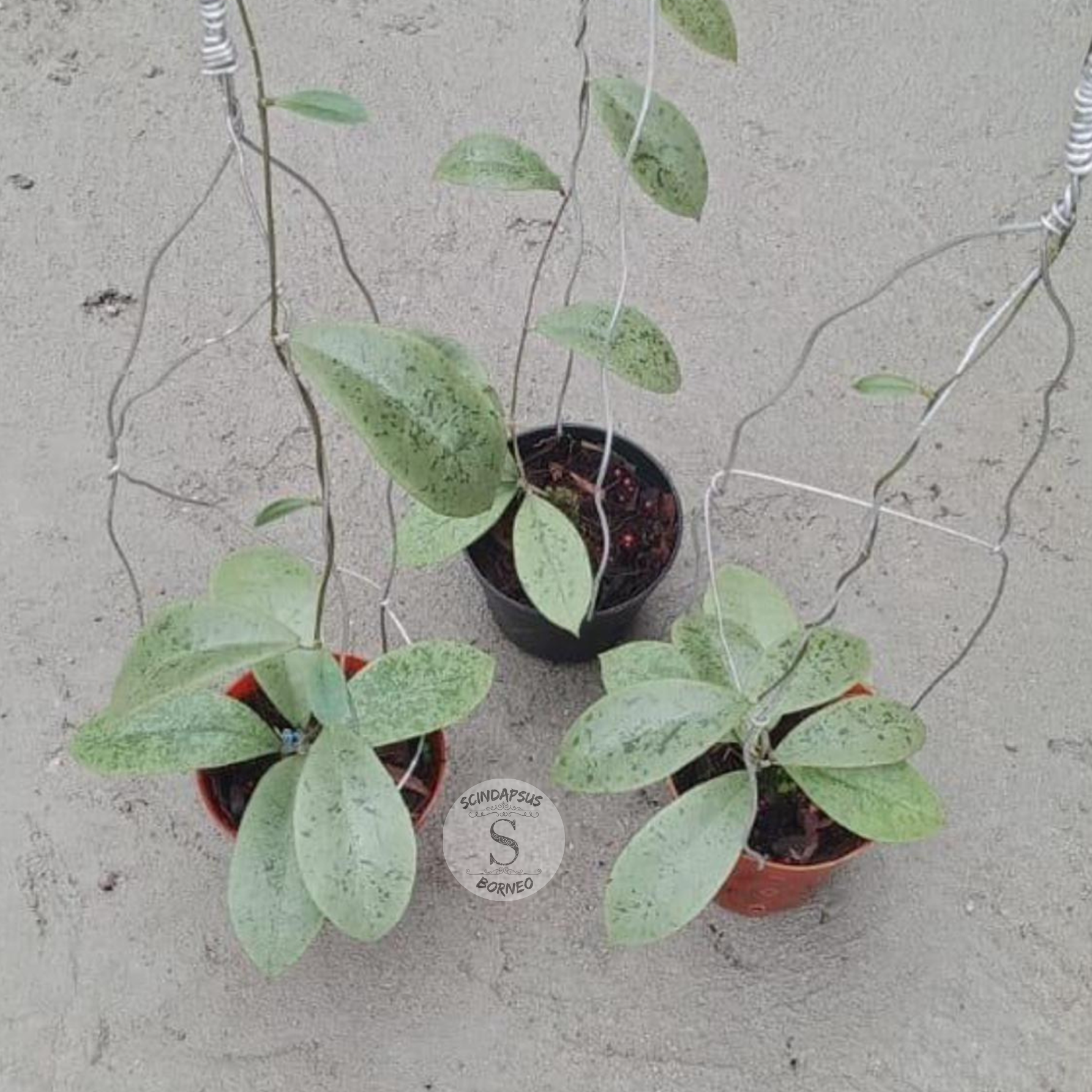 Hoya Forbesi Silver - Scindapsus Borneo