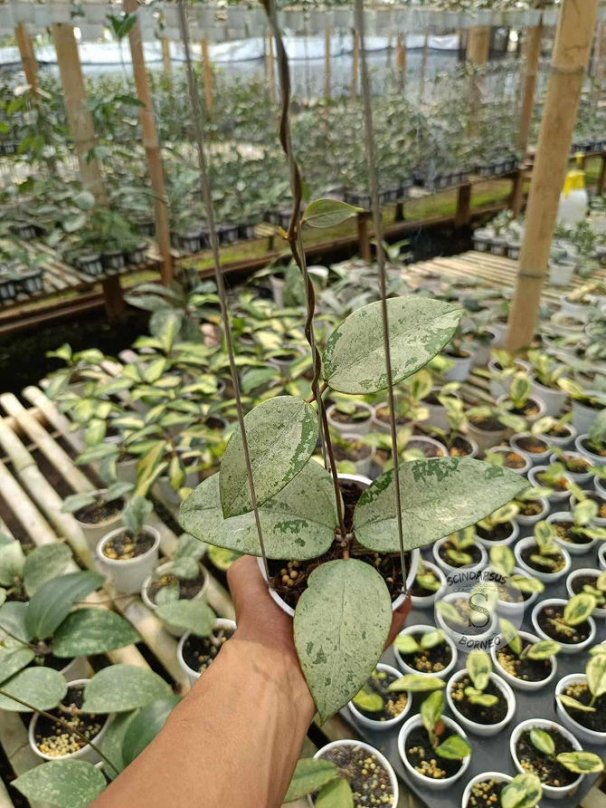Hoya Ksb 08 Super Silver - Scindapsus Borneo
