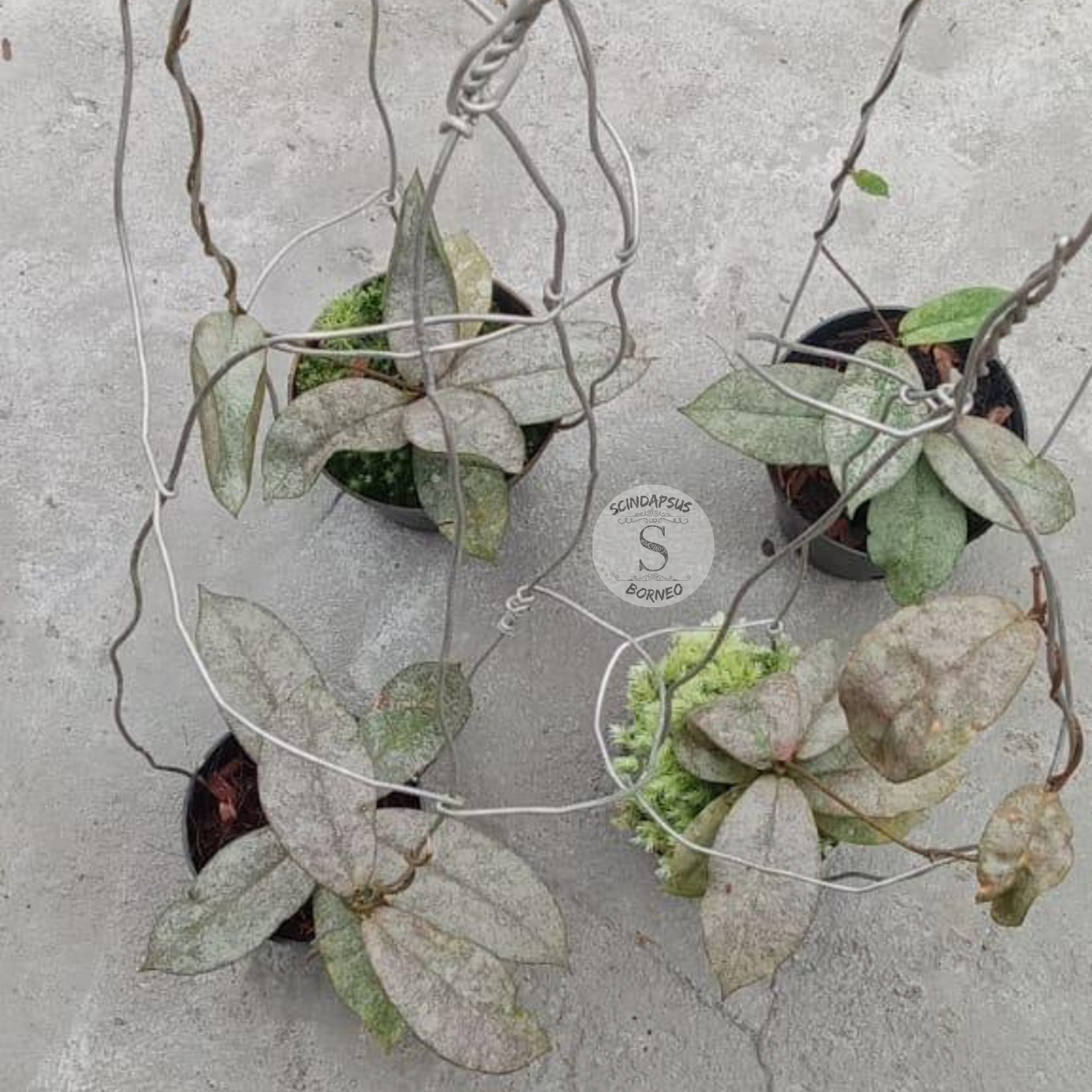 Hoya Mirata Silver - Scindapsus Borneo