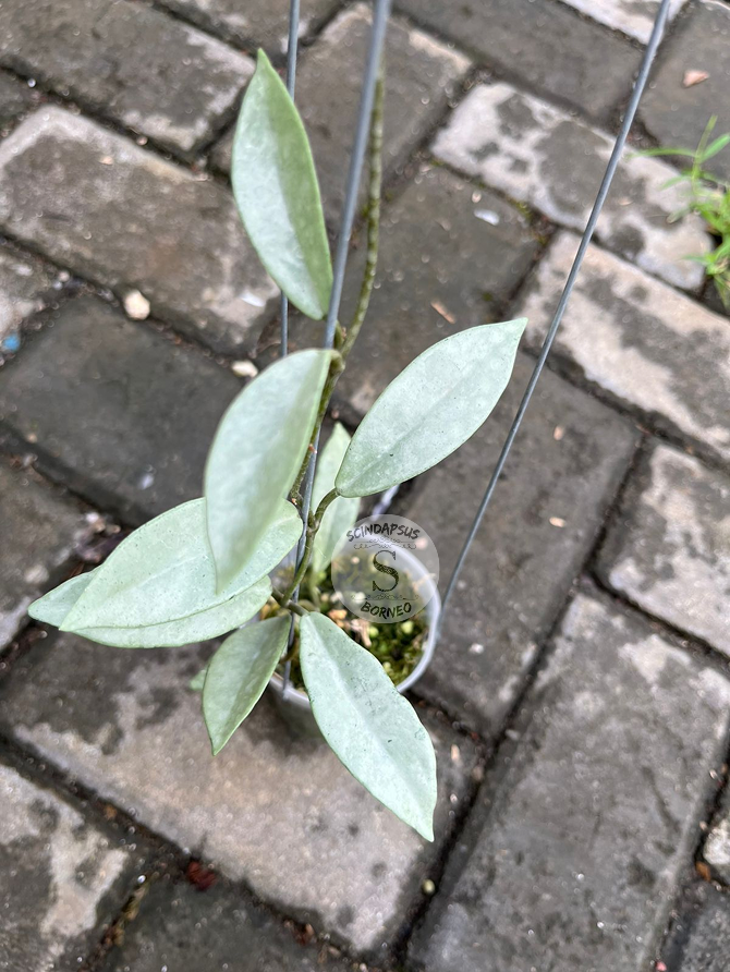 Hoya Wilbur Silver