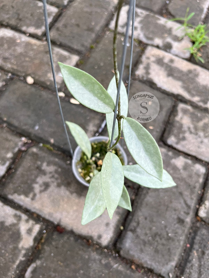 Hoya Wilbur Silver
