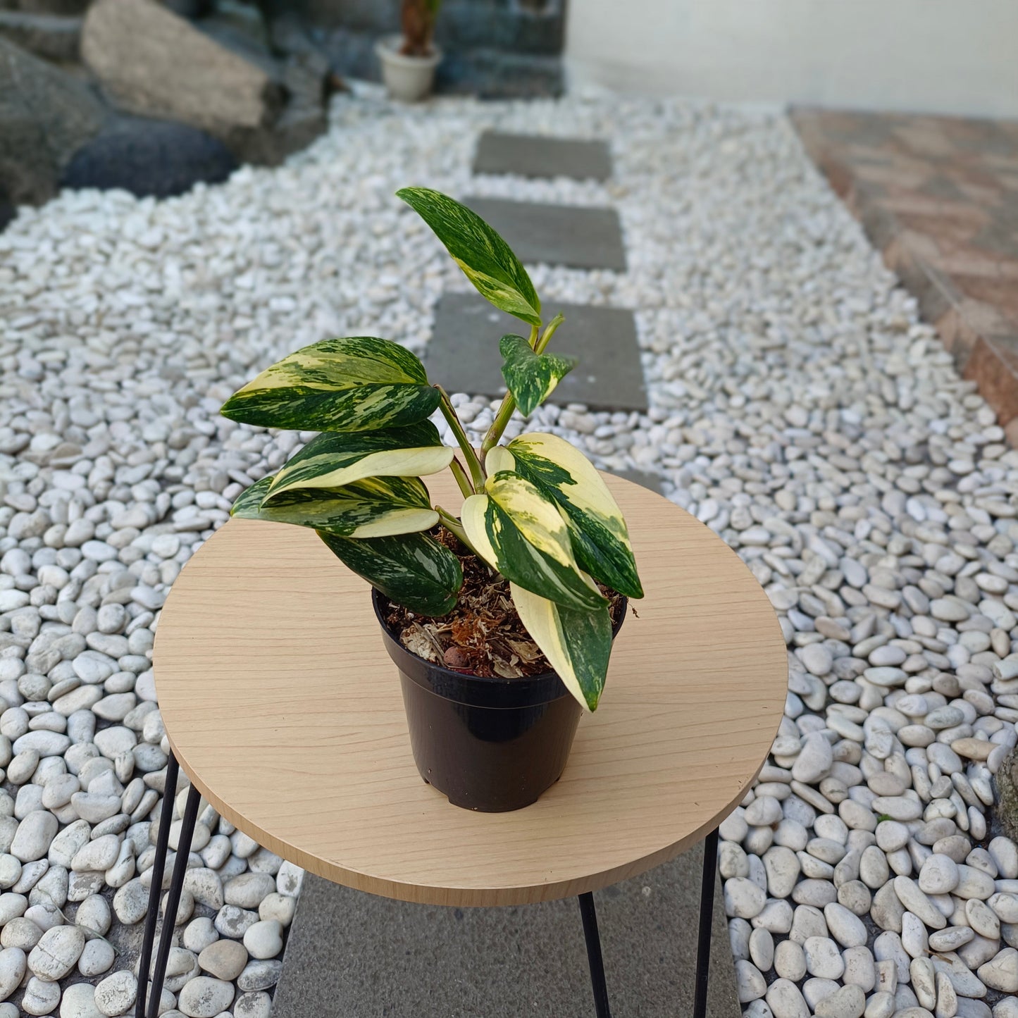 Standleyana aurea variegata - Scindapsus Borneo