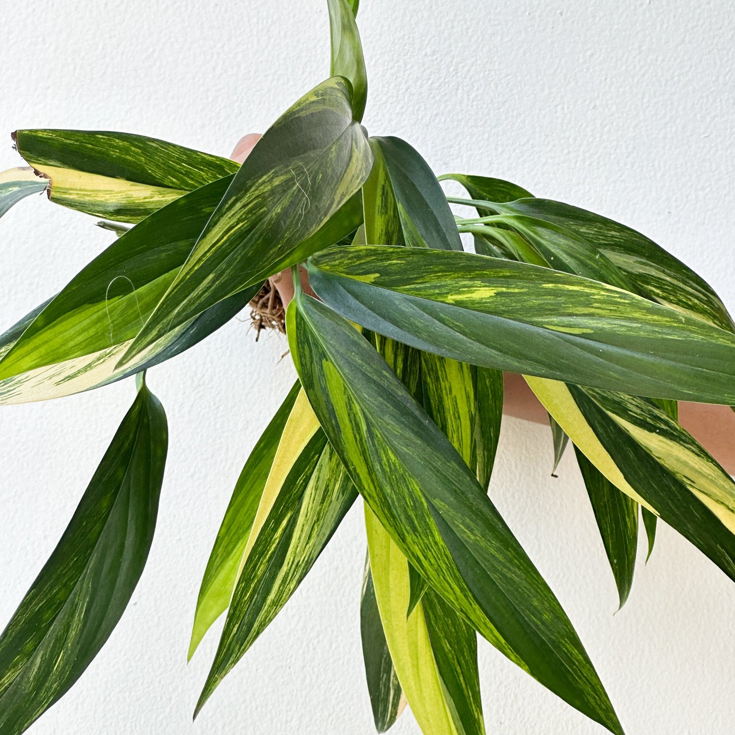 Epipremnum amplissimum aurea - Scindapsus Borneo