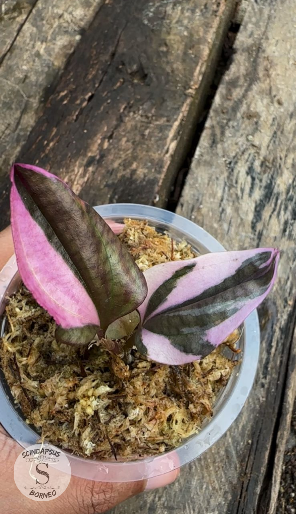 Jewel Orchid Nephelaphyllum Varigata Pink - Scindapsus Borneo
