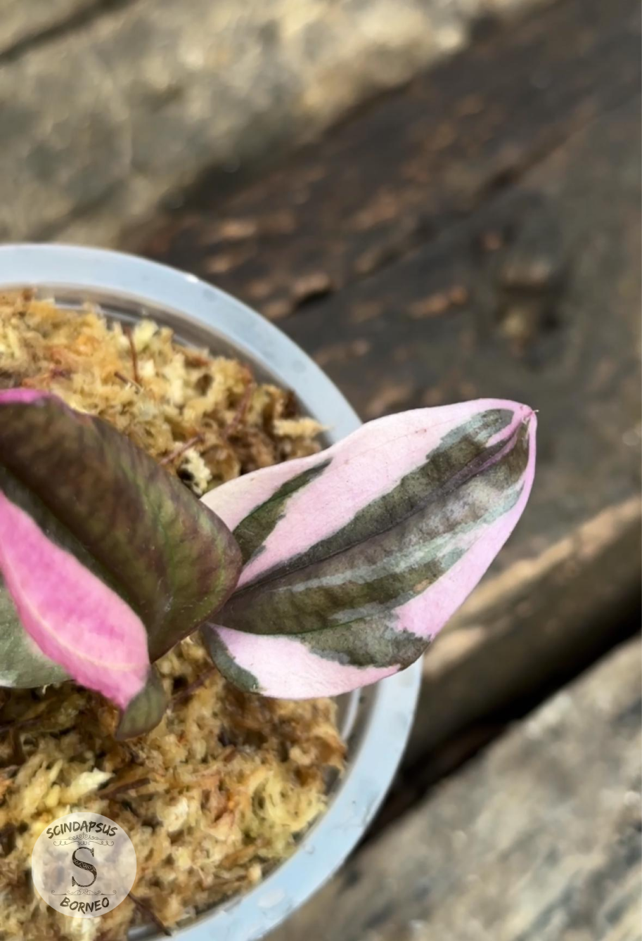 Jewel Orchid Nephelaphyllum Varigata Pink - Scindapsus Borneo