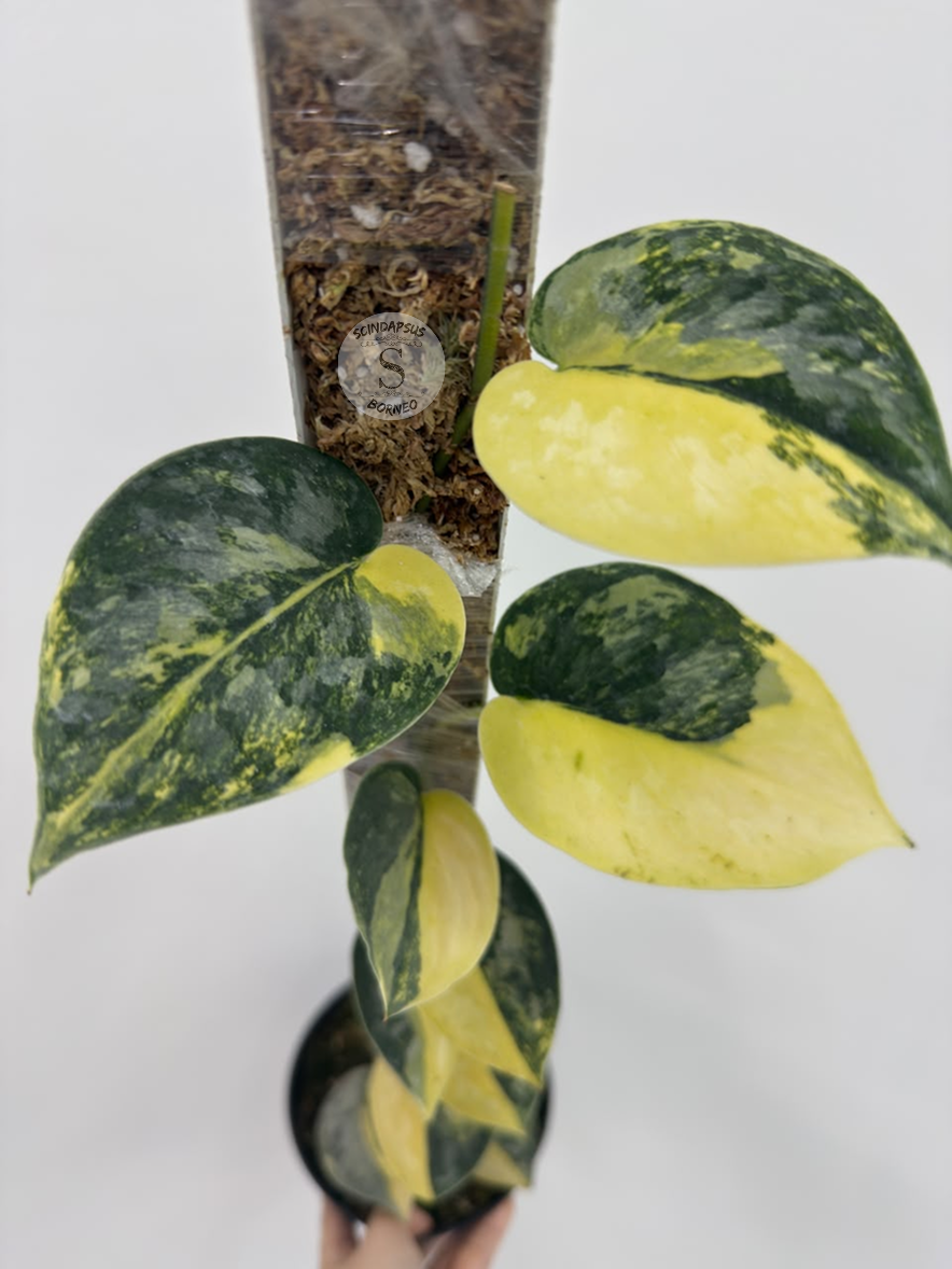 Scindapsus Kalimantaru - Best Selected