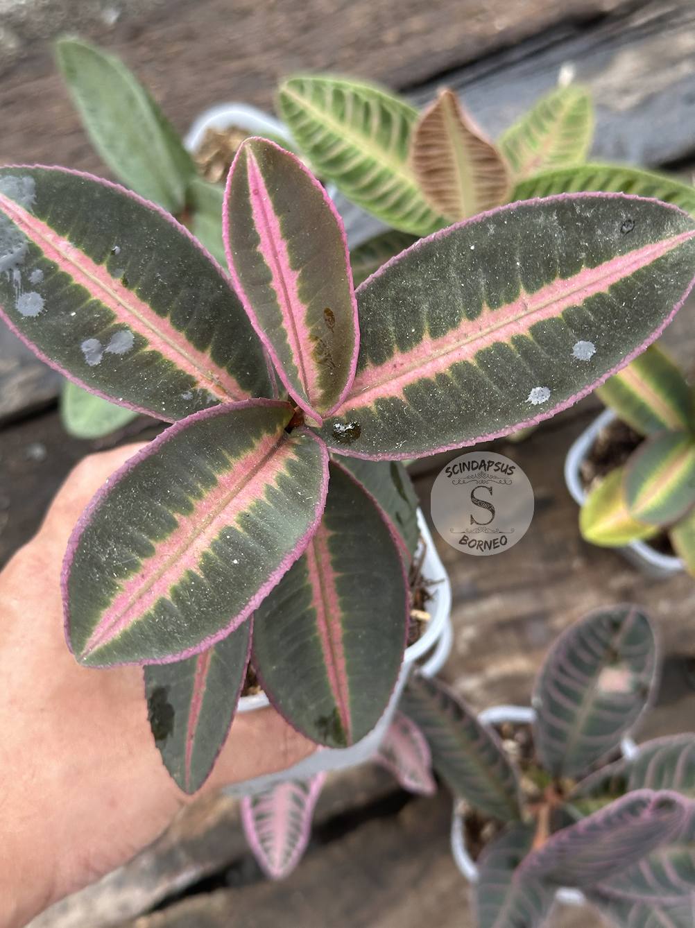 Labisia Ardisia All Color - Scindapsus Borneo