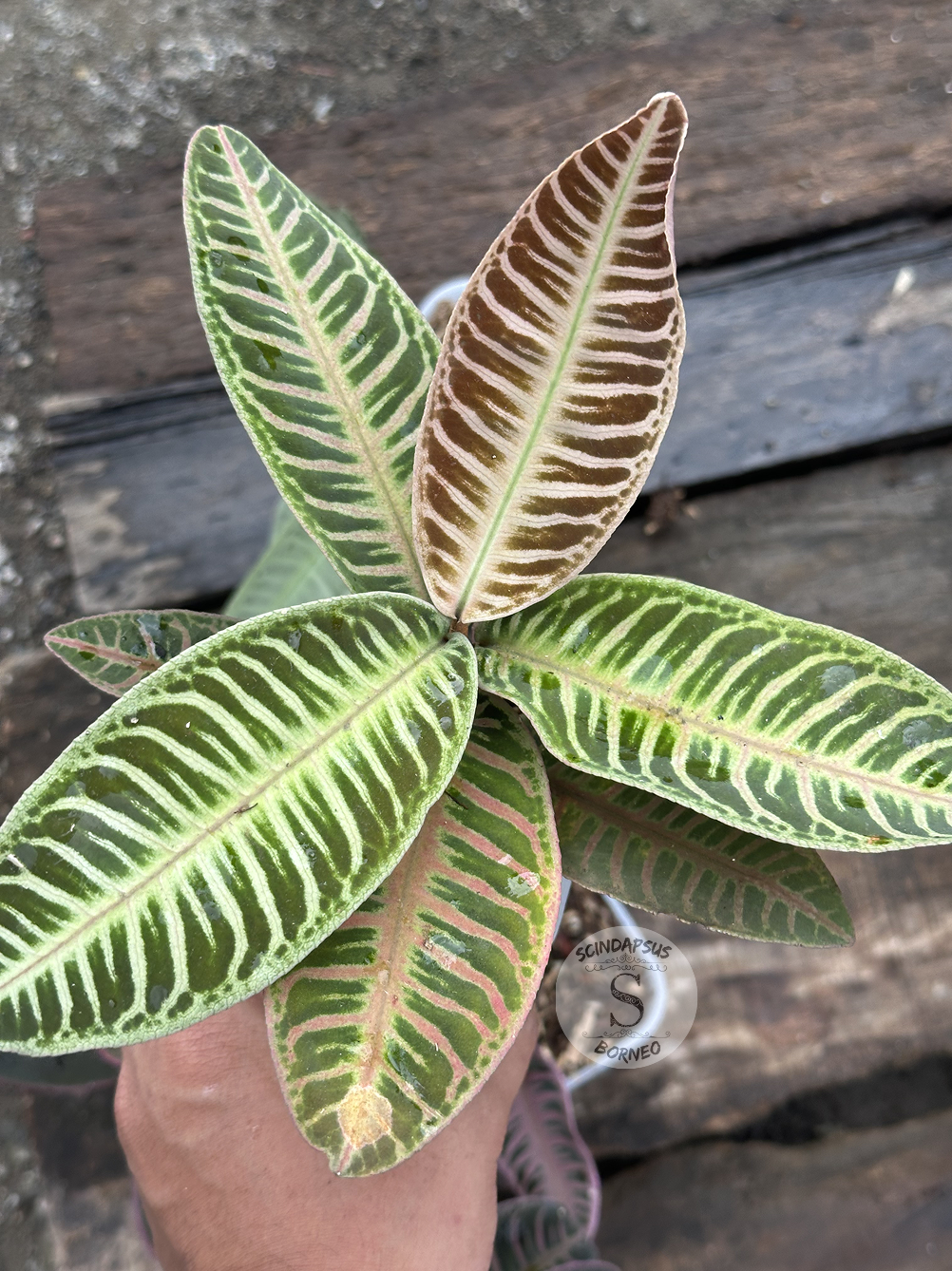 Labisia Ardisia All Color - Scindapsus Borneo