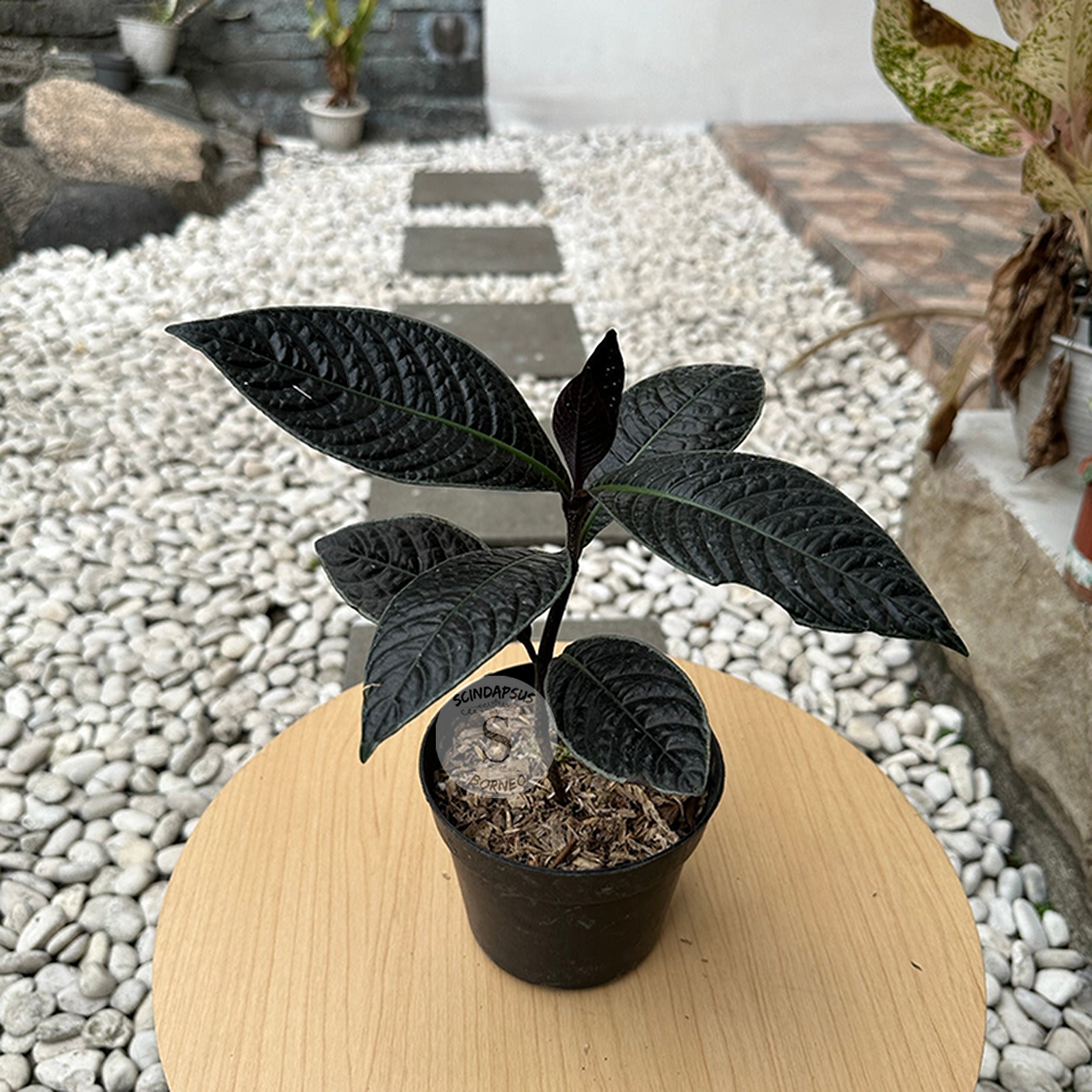 Labisia Black Borneo - Scindapsus Borneo