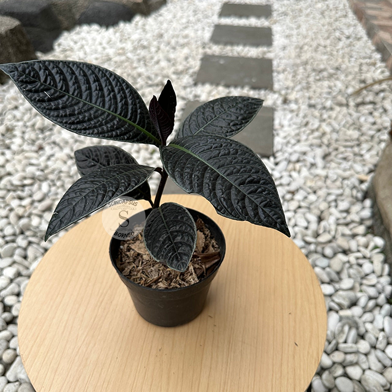 Labisia Black Borneo - Scindapsus Borneo
