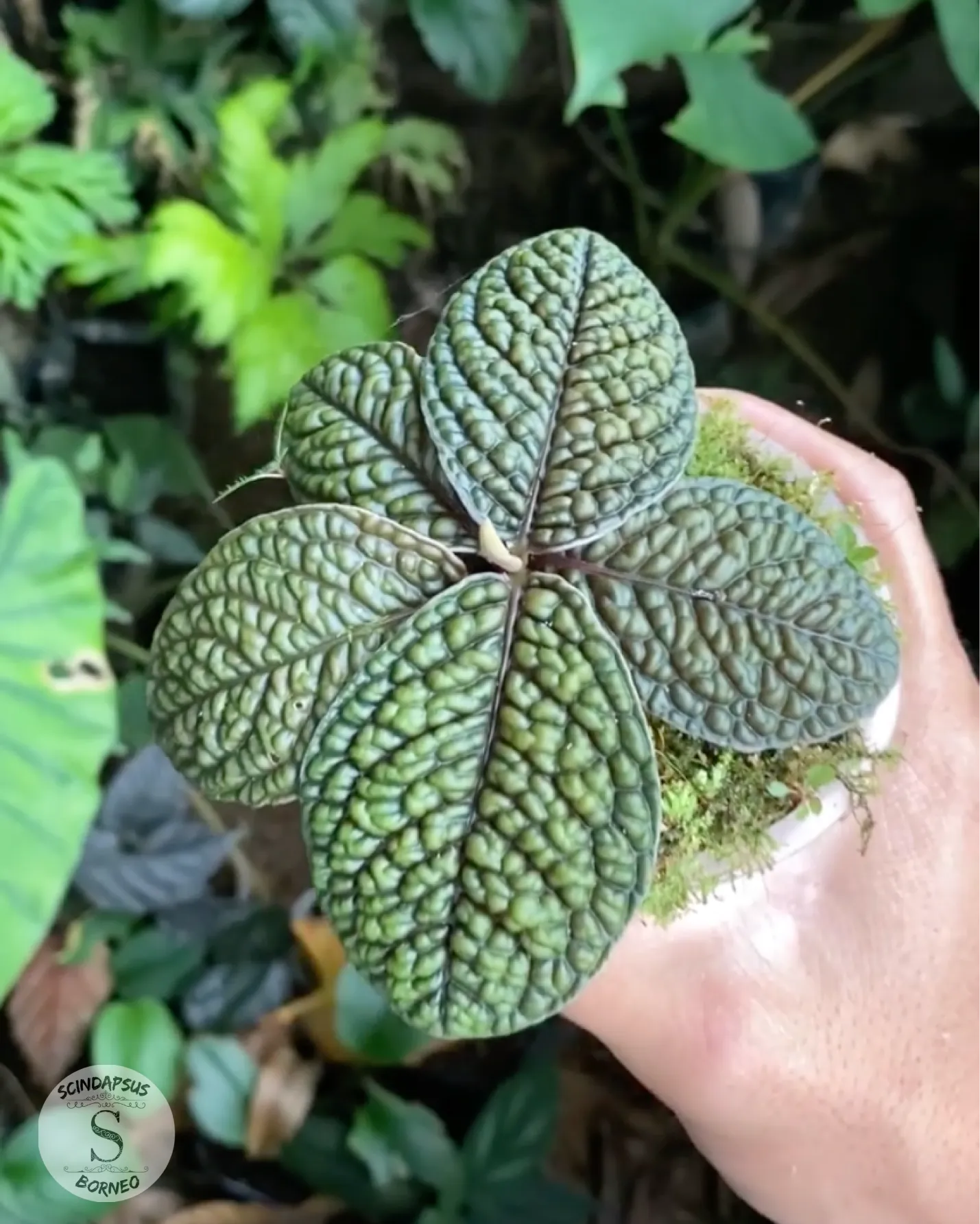 Labisia Brain - Scindapsus Borneo