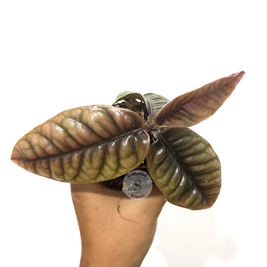 Labisia Buaya - Scindapsus Borneo