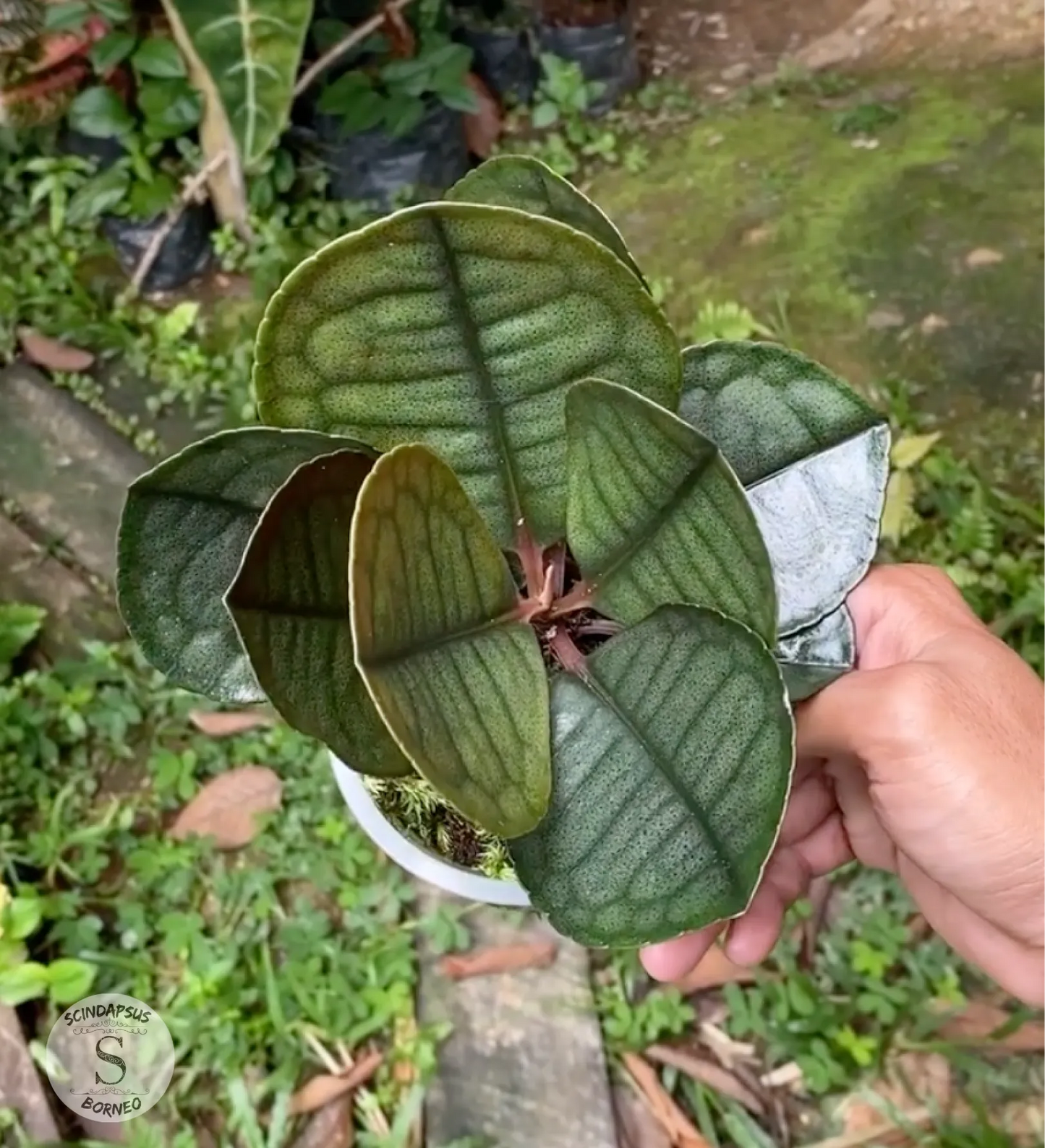 Labisia Fan - Scindapsus Borneo