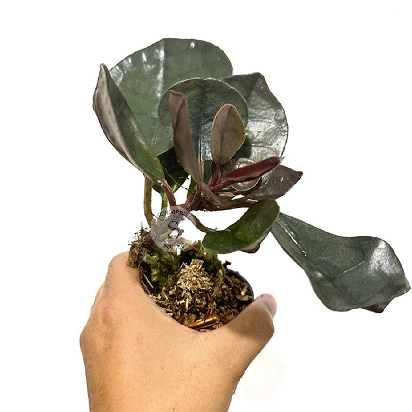 Labisia Silver Metallic - Scindapsus Borneo