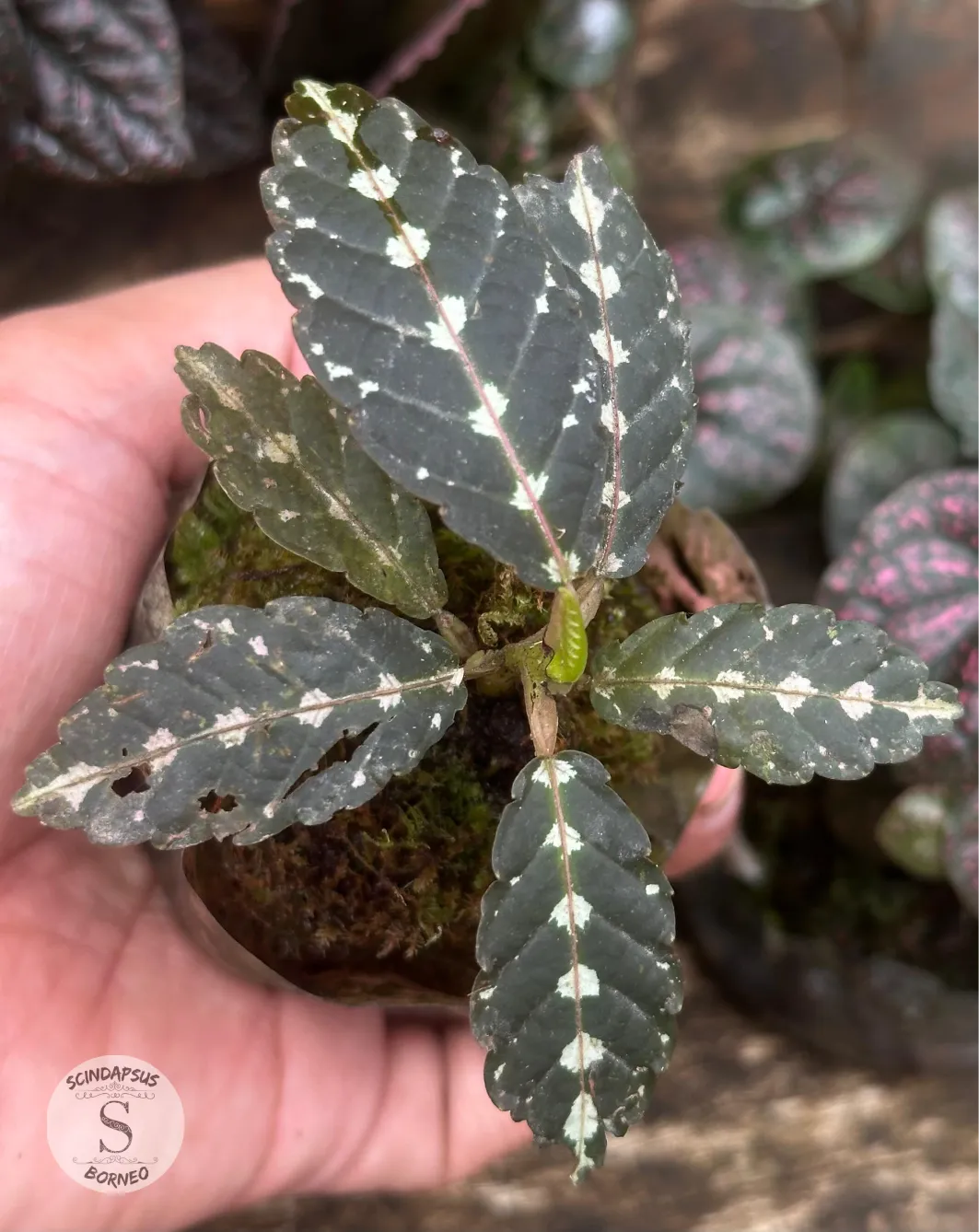 Leea Amabilis Sp Papua - Scindapsus Borneo