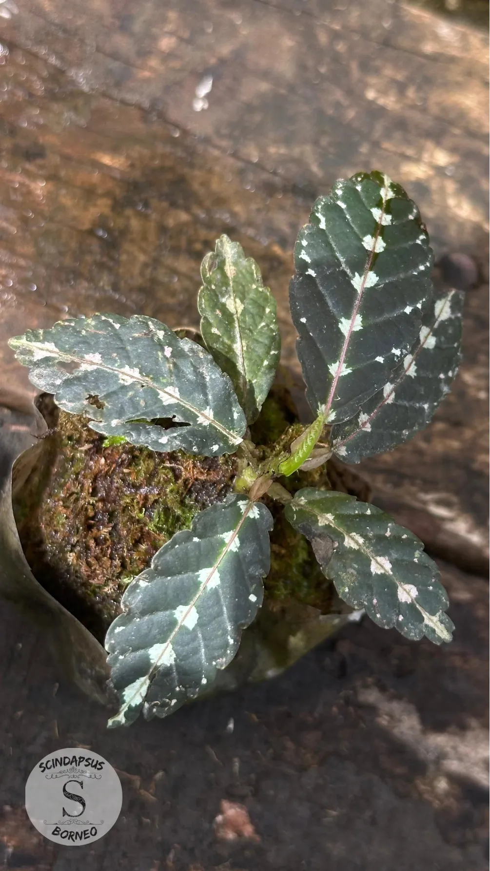 Leea Amabilis Sp Papua - Scindapsus Borneo