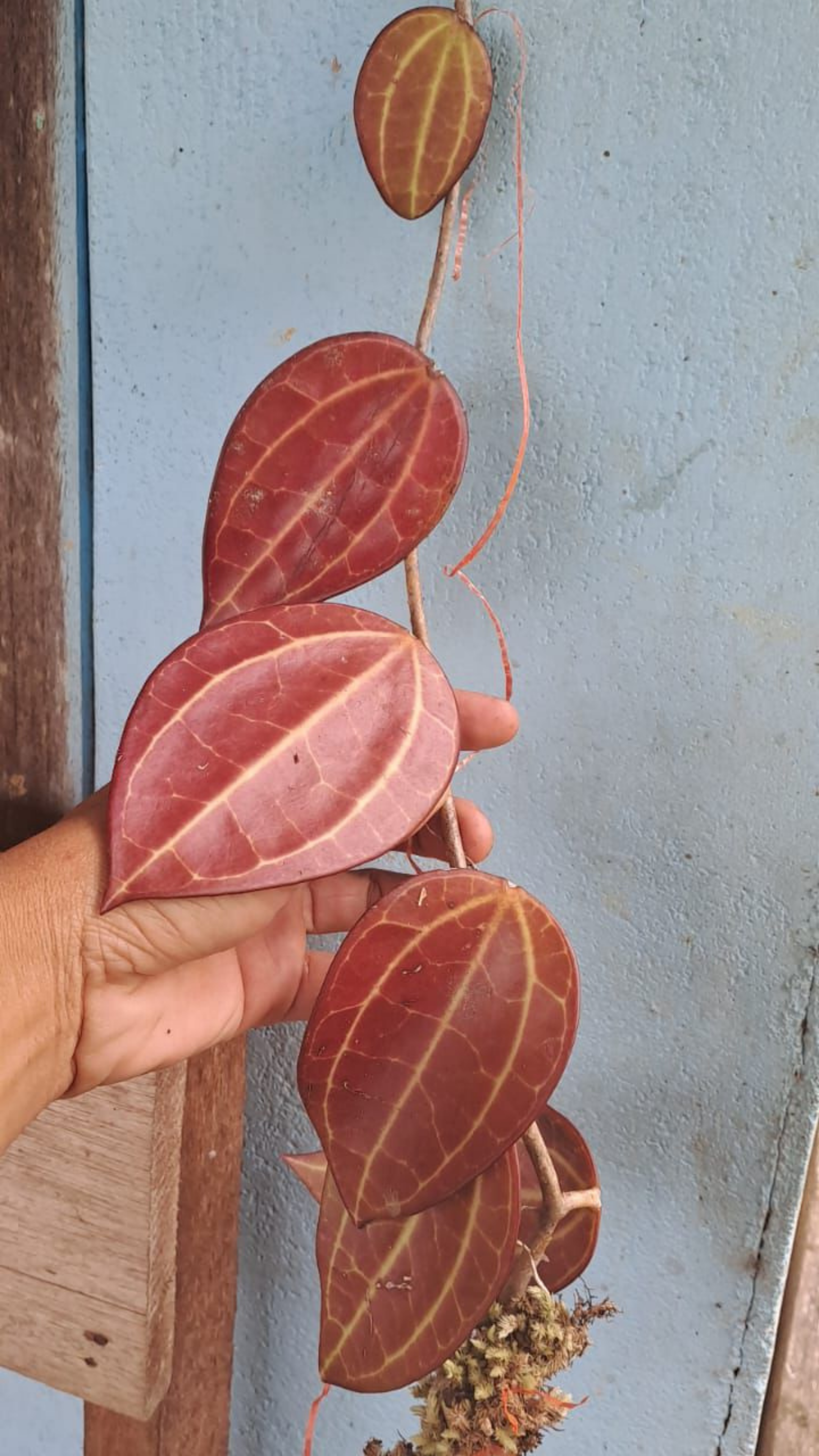 Hoya Macrophylla Red