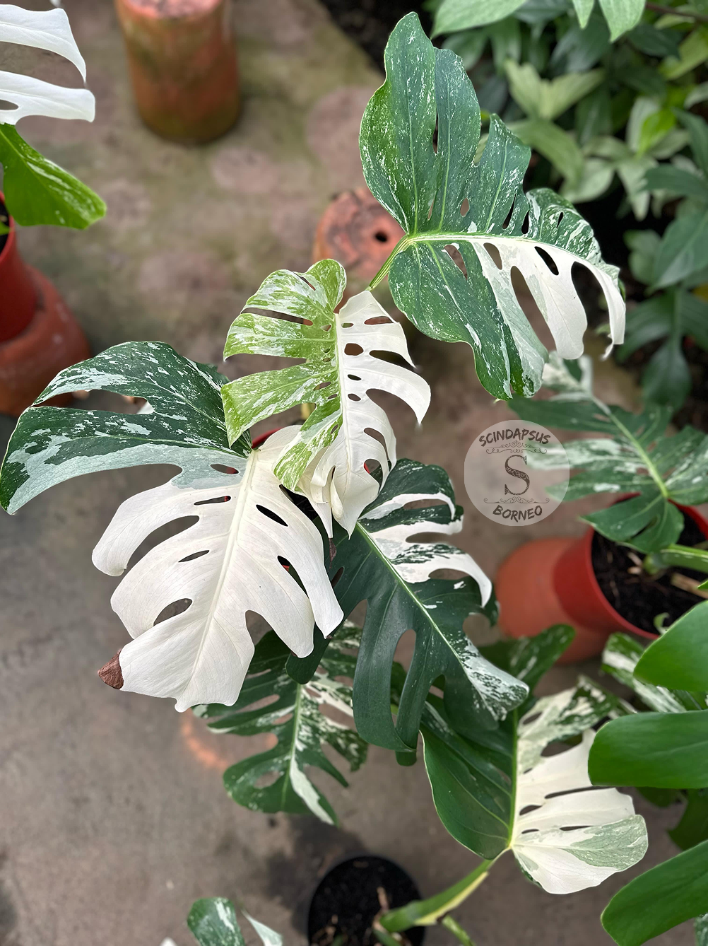 Monstera Borsigiana Albo - Scindapsus Borneo