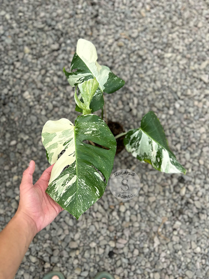 Monstera Borsigiana Albo