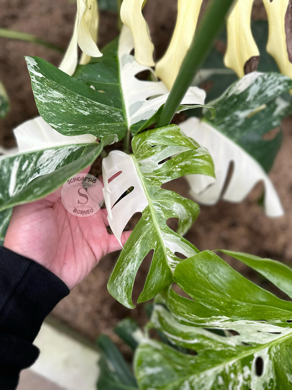 Monstera Borsigiana Albo