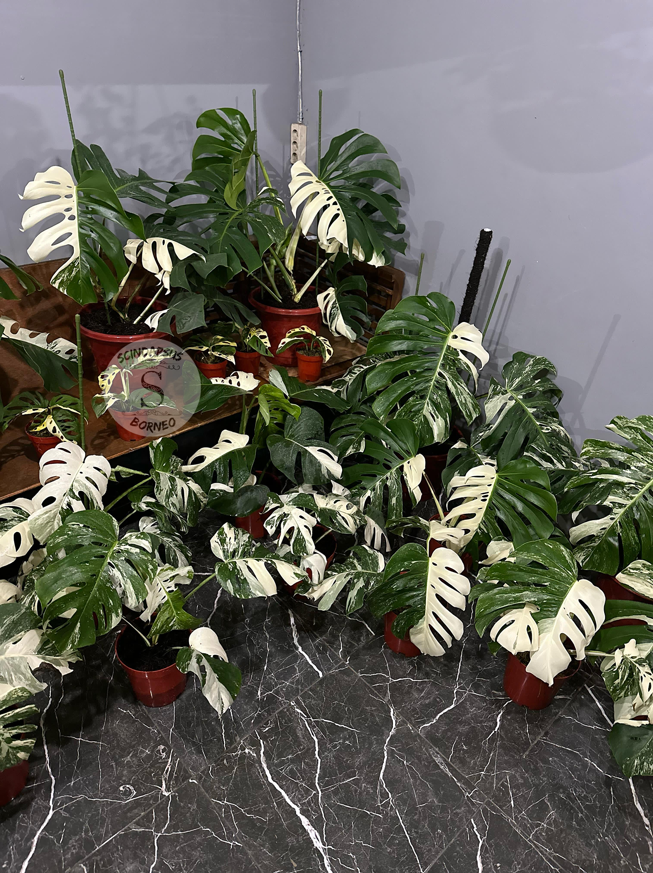 Monstera Borsigiana Albo - Scindapsus Borneo